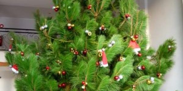 Sapin-HdV-3-300x300
