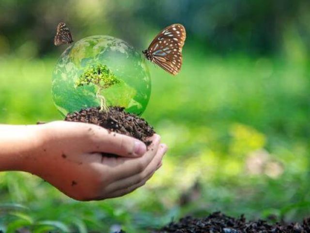 preservation_de_la_biodiversite_definition_pratiques_et_importance_174_600